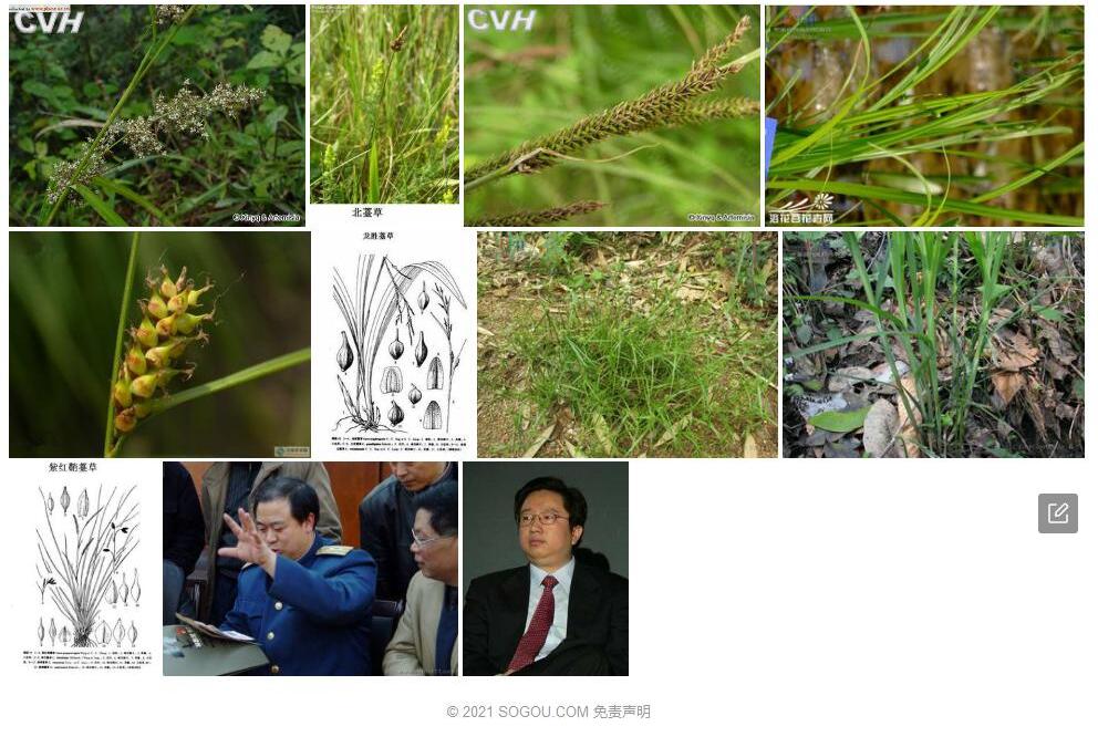 龙胜薹草照片和图片/