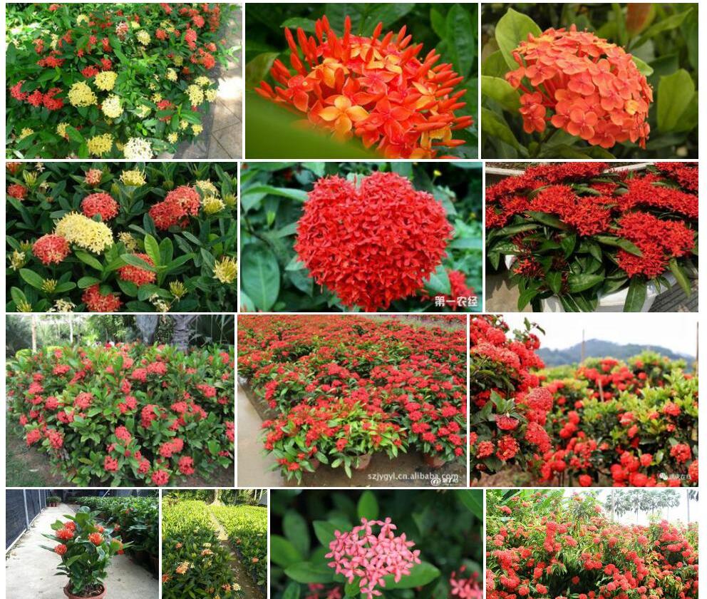 龙船花照片和图片/