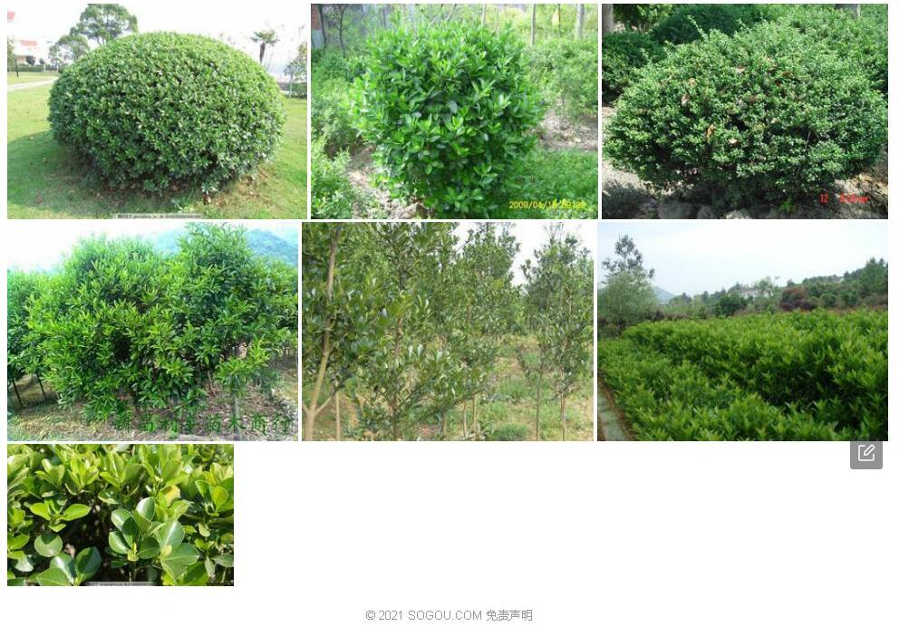 龙里冬青照片和图片/