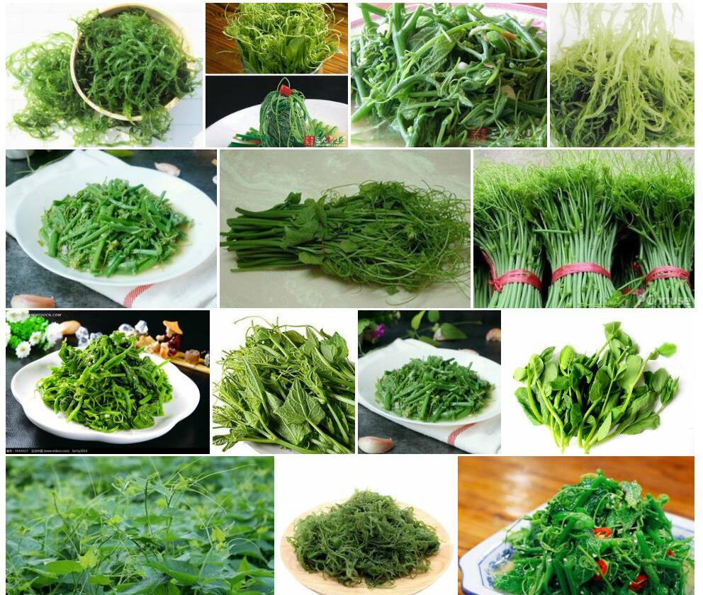 龙须菜照片和图片/